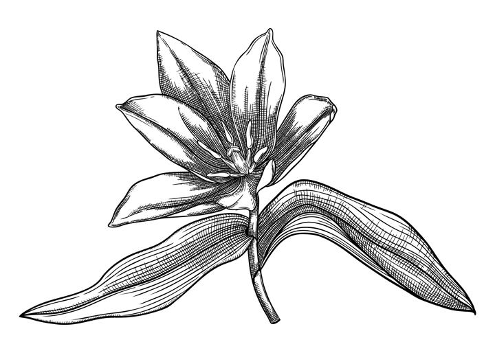 Elegant poppy illustration. Botanical drawing of summer flowers. Hand-drawn garden poppy bud. Engraved style floral drawing on white background. Hand-sketched flower for wedding or brand design